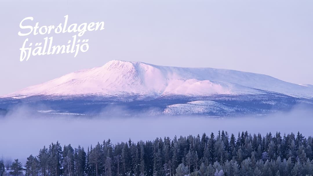 Vinterklätt fjäll med skog nedanför