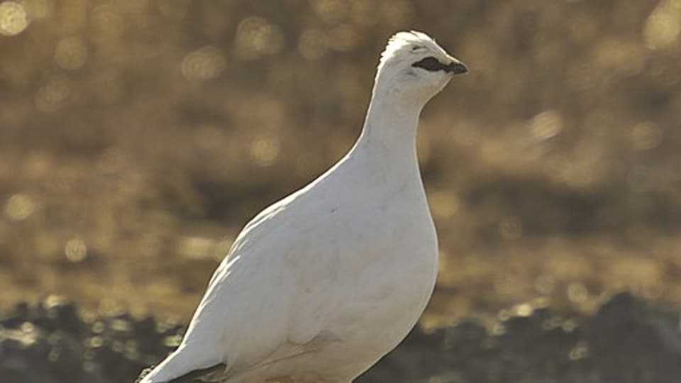 Fjällripa