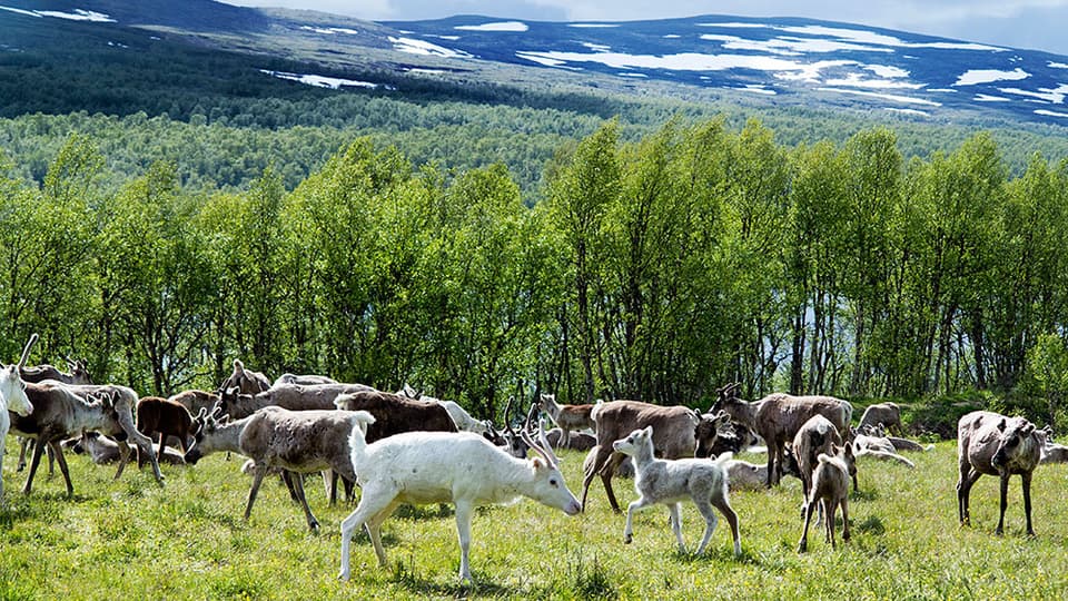 Renar på bete