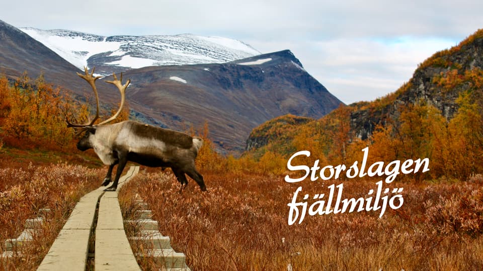 Storslagen Fjällmiljö profilbild