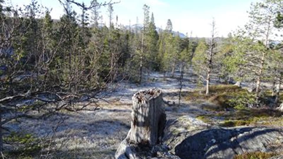 Skog